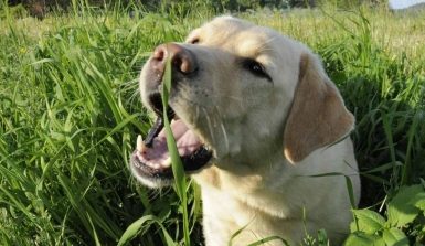 Porque cachorro come grama? 