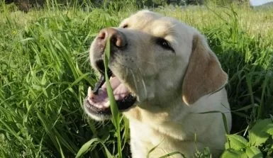 Porque cachorro come grama?&nbsp;