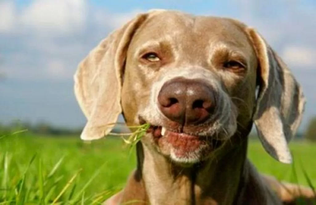 cachorro come grama